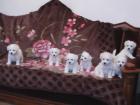 Bichon frise Welpen